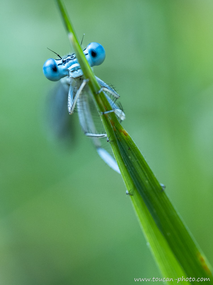 Damselfly