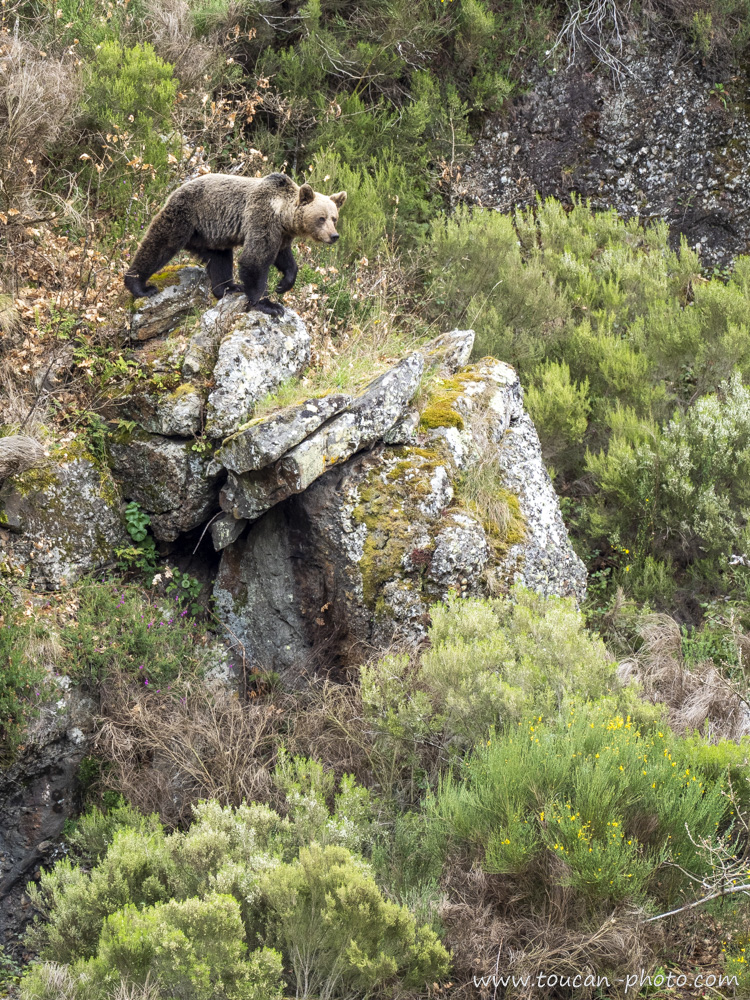 Hiking the wild highlands of Asturias, Spain's bear country