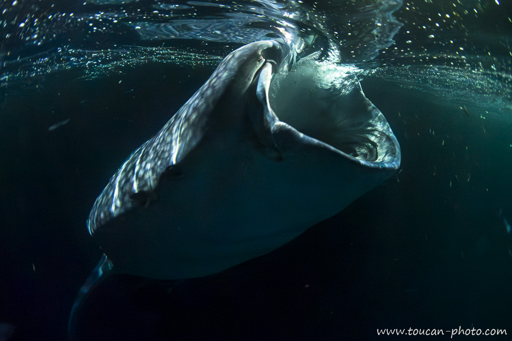 Whale