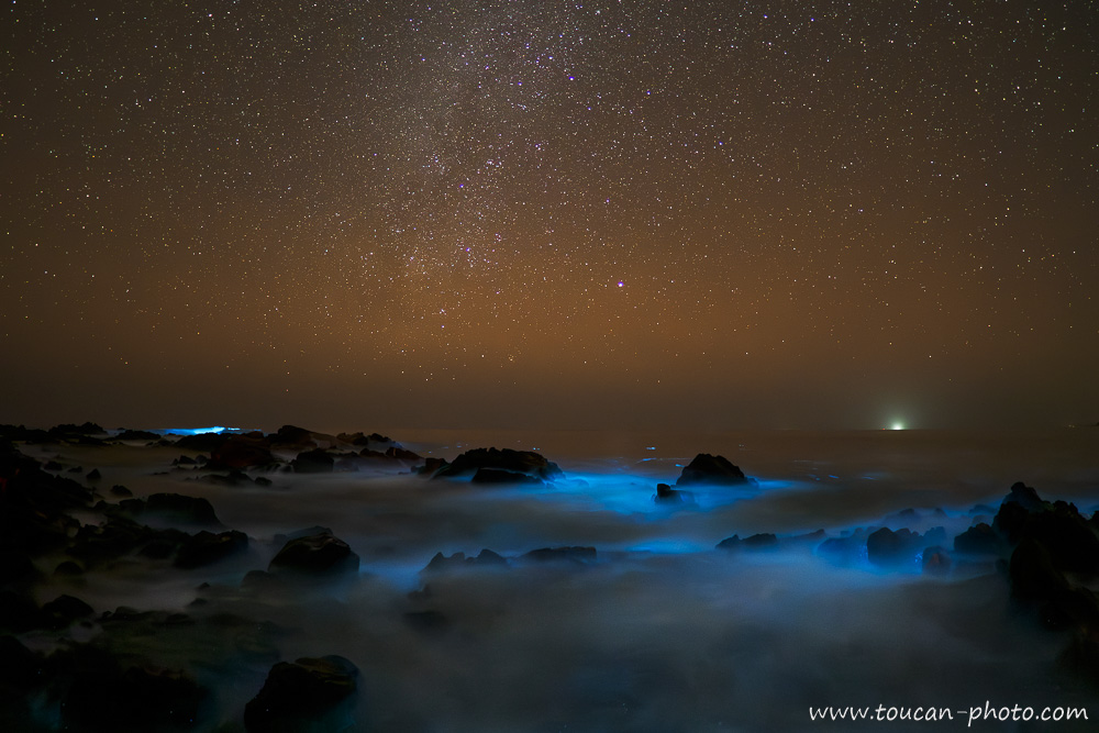 Bioluminescence