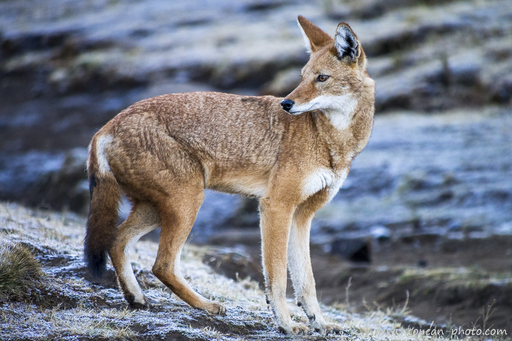 Ma première rencontre avec le loup d'Éthiopie (anciennement appelé loup d'Abyssinie)