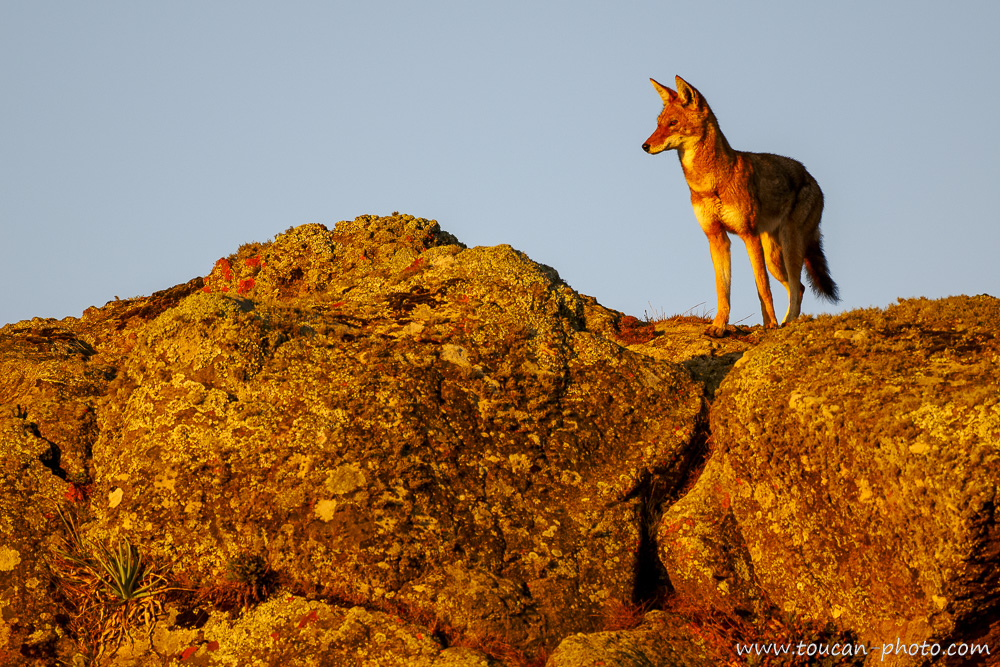 Loup d'Éthiopie scrutant l'horizon