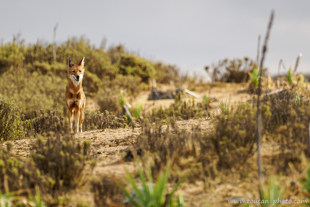 Femelle loup d'Éthiopie dans le massif de Bale