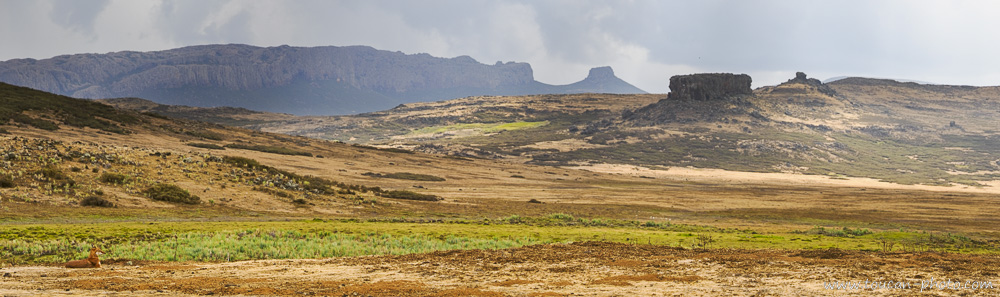 Loup d'Éthiopie à 3500 mètres