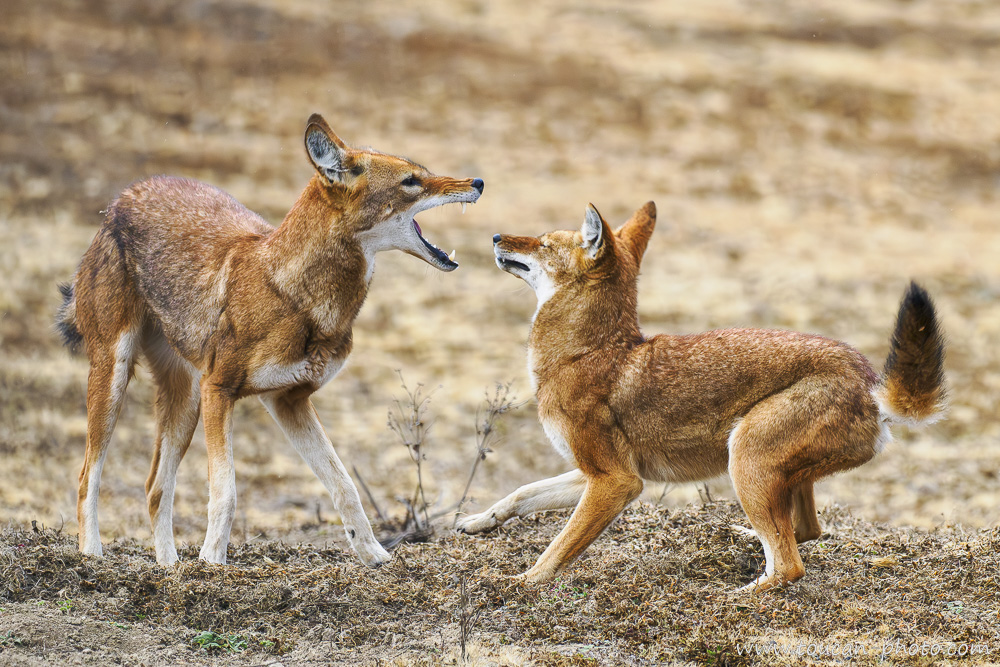 Bagarre chez le loup