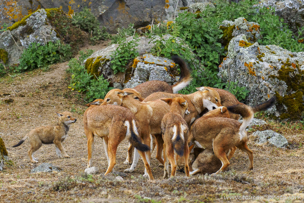 Rituel de ralliement