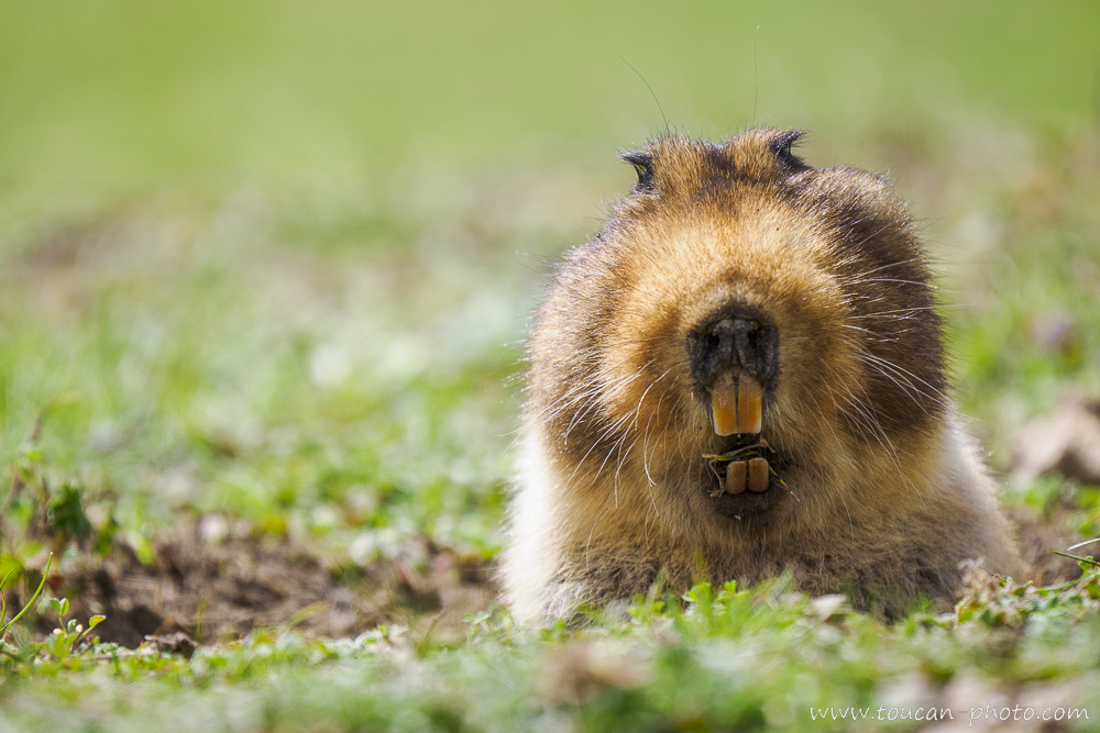 Portrait rat-taupe géant