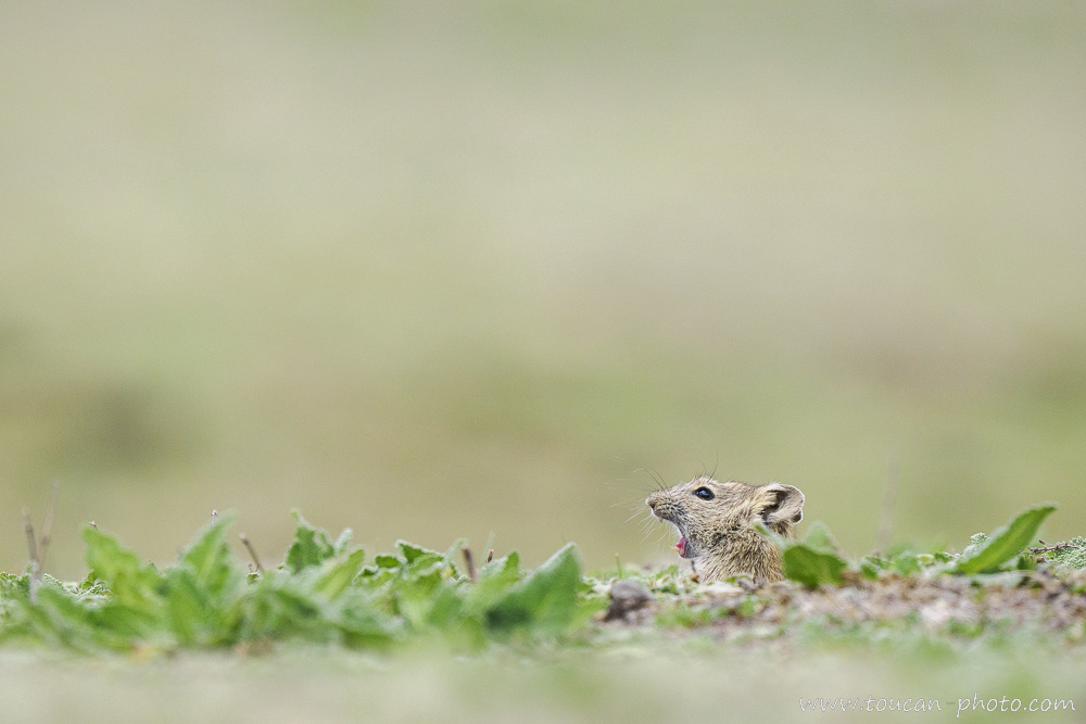 Rat des herbes de blick