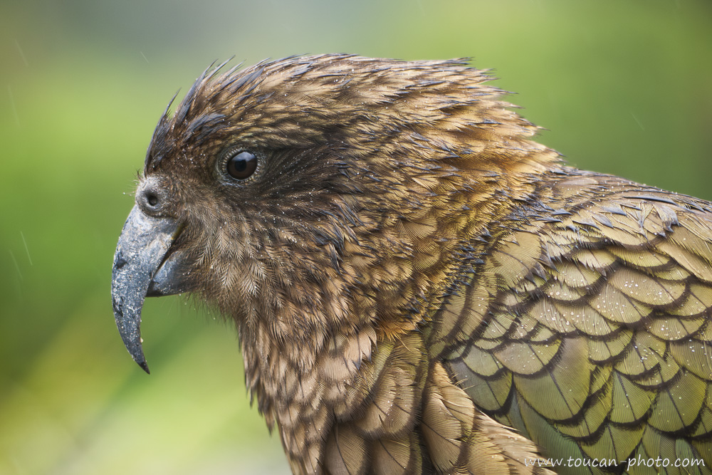 Portrait de Nestor kéa, Nouvelle-Zélande