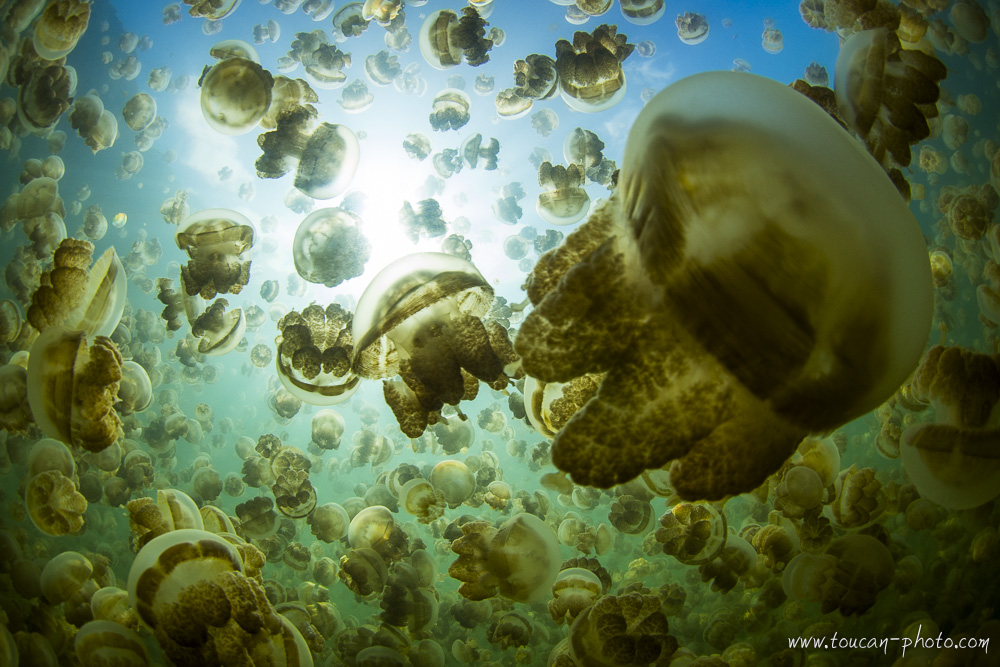 Among the jellyfish of Jellyfish Lake, Palau