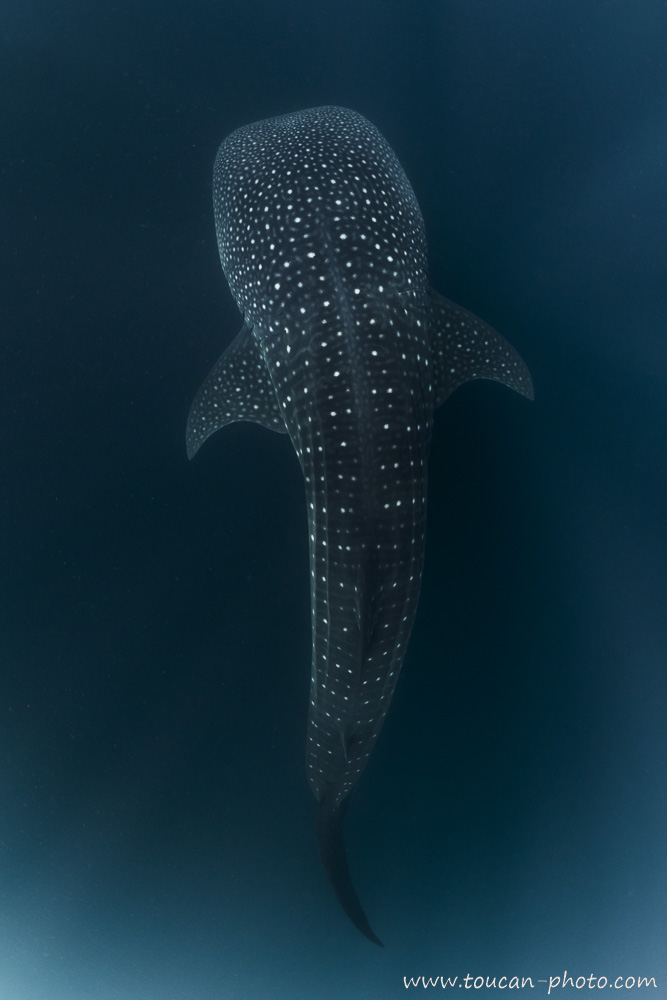 Requin-baleine (Rhincodon typus) dans les eaux du golfe de Tadjourah - Djibouti