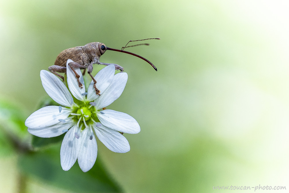 Acorn Weevil (Curculio glandium) on a flower - France
