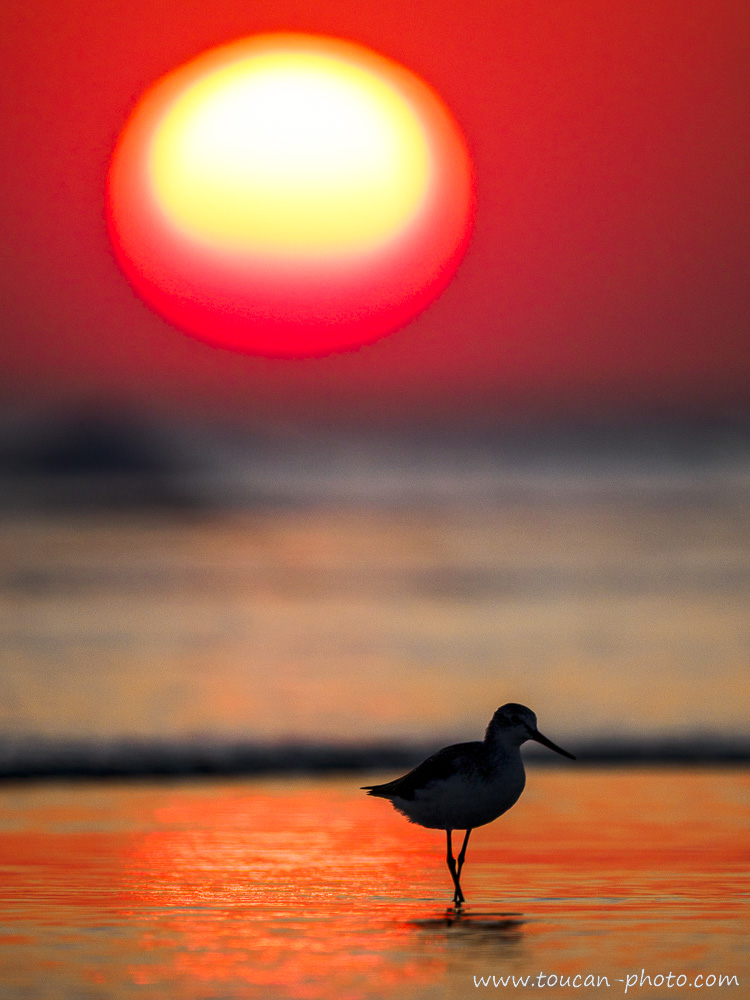 Common Greenshank (Tringa nebularia) at sunset on a beach in the Dhofar region, Oman