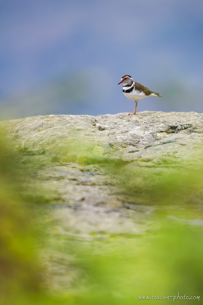 Three-banded Plover (Thinornis tricollaris) photographed in Ethiopia