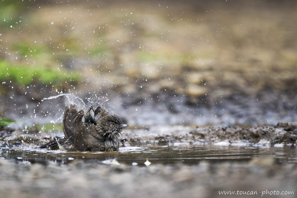 Chocolate-backed Flycatcher (Muscicapa chocolatina) bathing in Ethiopia