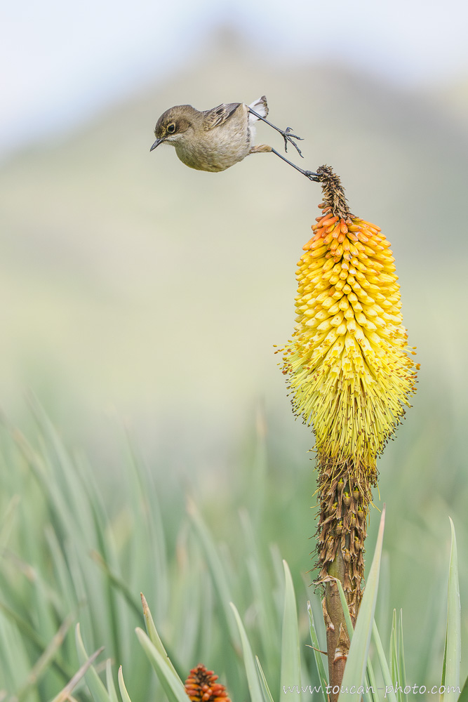 Traquet afroalpin (Pinarochroa sordida) sur un Kniphofia foliosa - Montagnes de Balé, Éthiopie