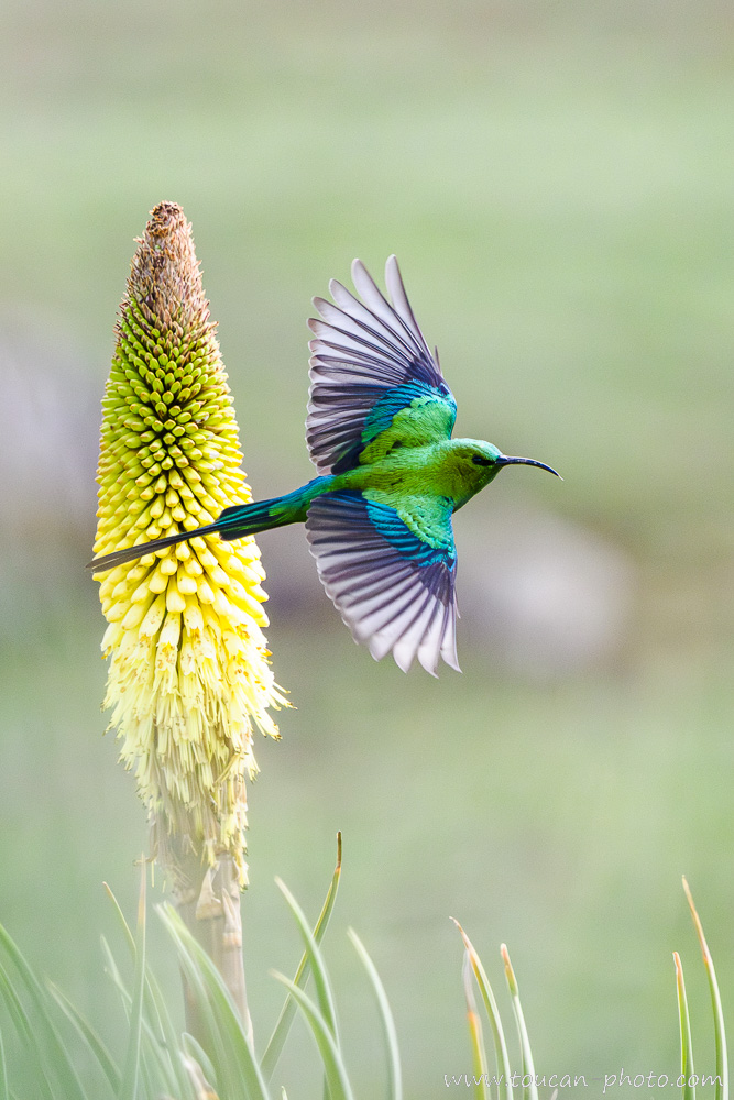Souimanga malachite (Nectarinia famosa) au décollage d'un Kniphofia foliosa, photographié sur les hauts plateaux d'Éthiopie