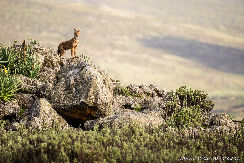 Jeune loup d’Abyssinie scrutant le territoire de la meute - Ethiopie