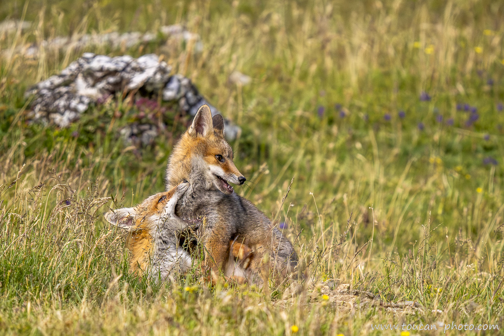 Jeunes renards jouant dans les hautes herbes - France