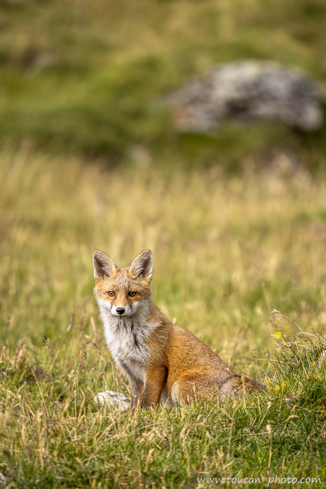 Red Fox (Vulpes vulpes) in a mountain meadow