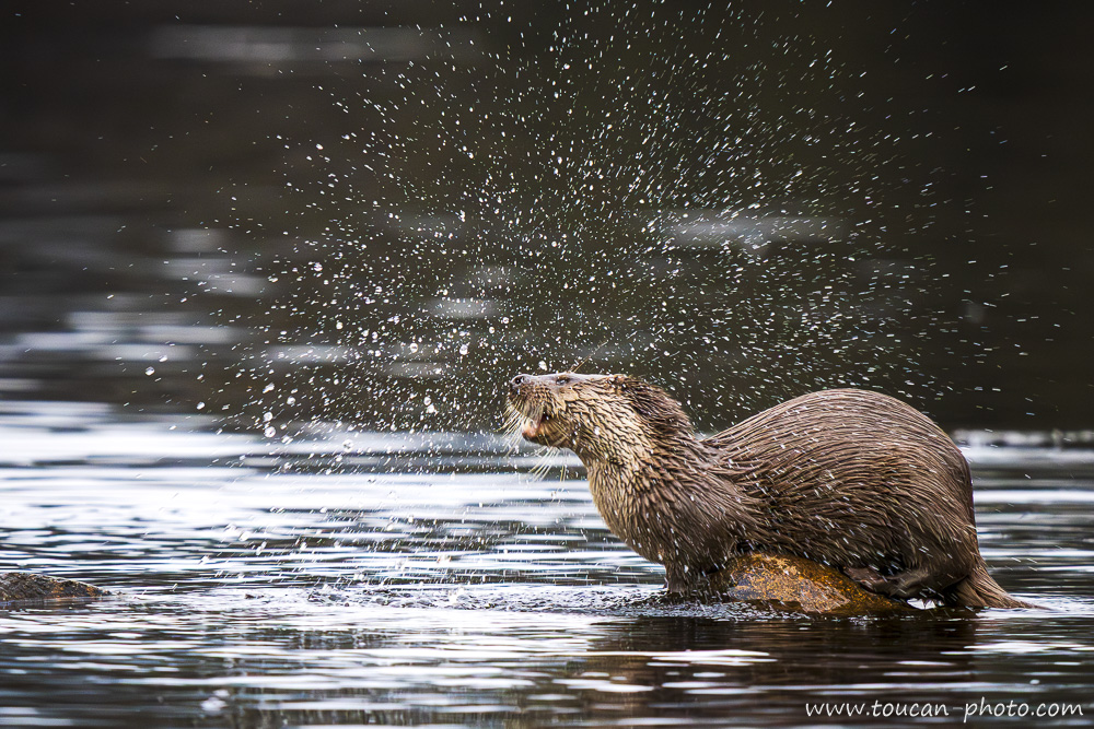 Grooming Behavior of the Eurasian Otter (Lutra lutra), Spain