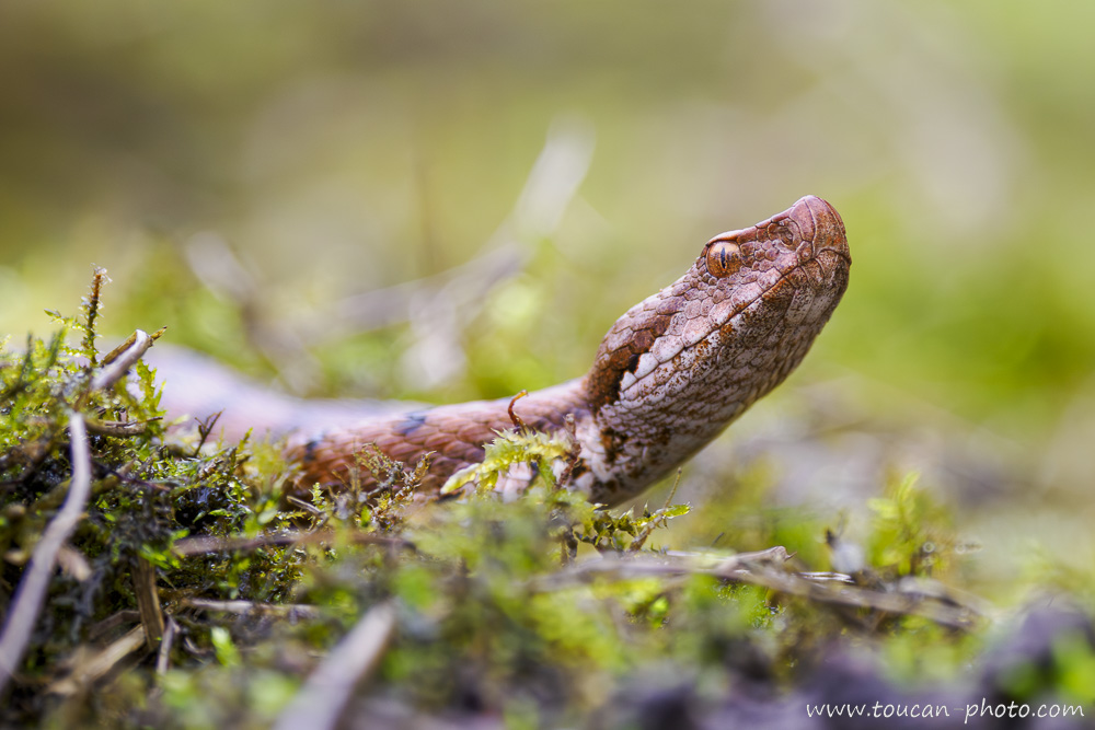 Gros plan sur une Vipère aspic (Vipera aspis) dans un sous-bois, tête relevée, montrant ses écailles et sa pupille verticale
