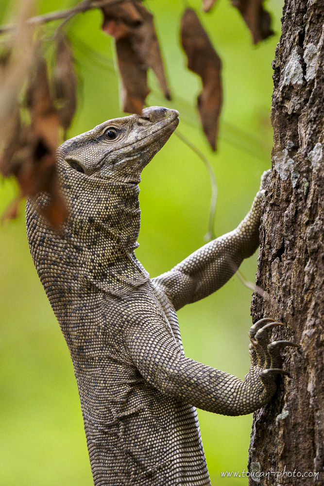 Bengal Monitor (Varanus bengalensis) in Nepal