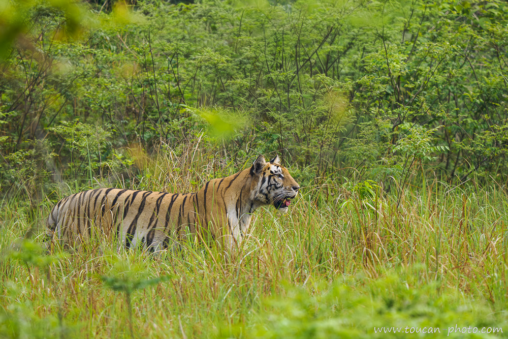 Bengal tiger on the lookout in the tall grass and dense vegetation of Bardia National Park in Nepal