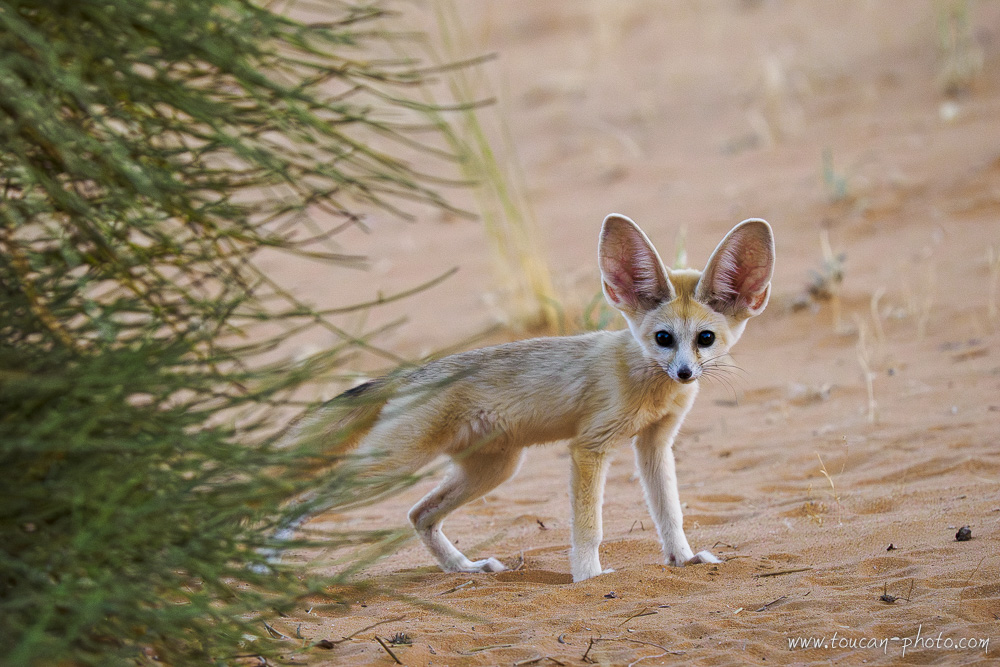 Jeune fennec dans les dunes du désert marocain