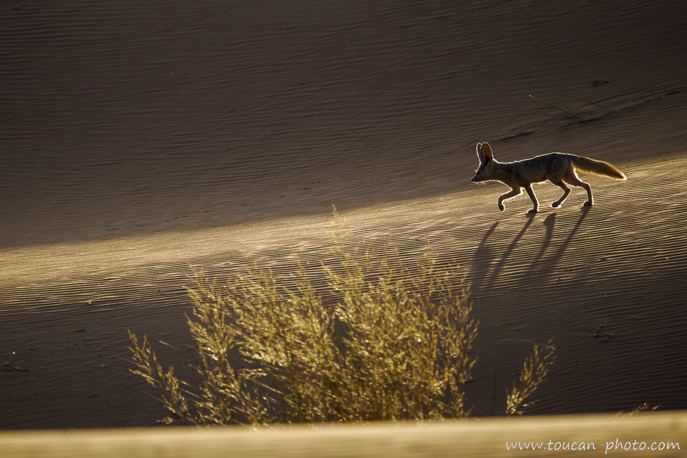 Fennec (Vulpes zerda) traversant une dune au lever du soleil, Maroc